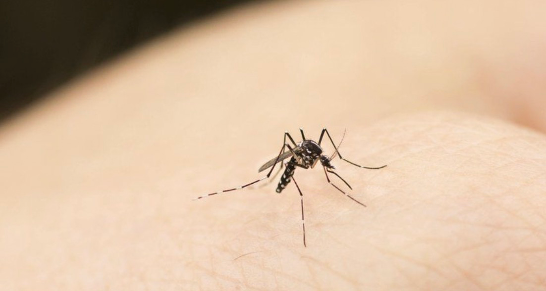 O que causa o aumento dos mosquitos e como pode ser evitado?