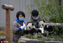 Panda Chinês