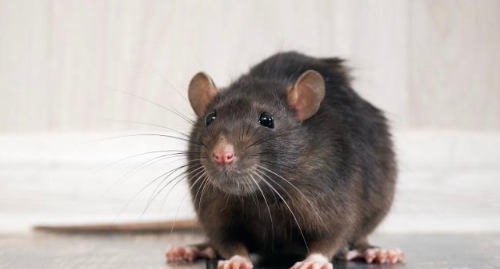 Qual é a vida útil máxima de um mouse em uma placa adesiva?