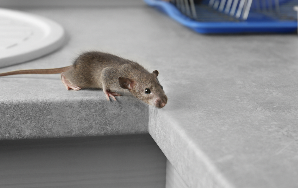 Como funciona a armadilha de cola para mouse
