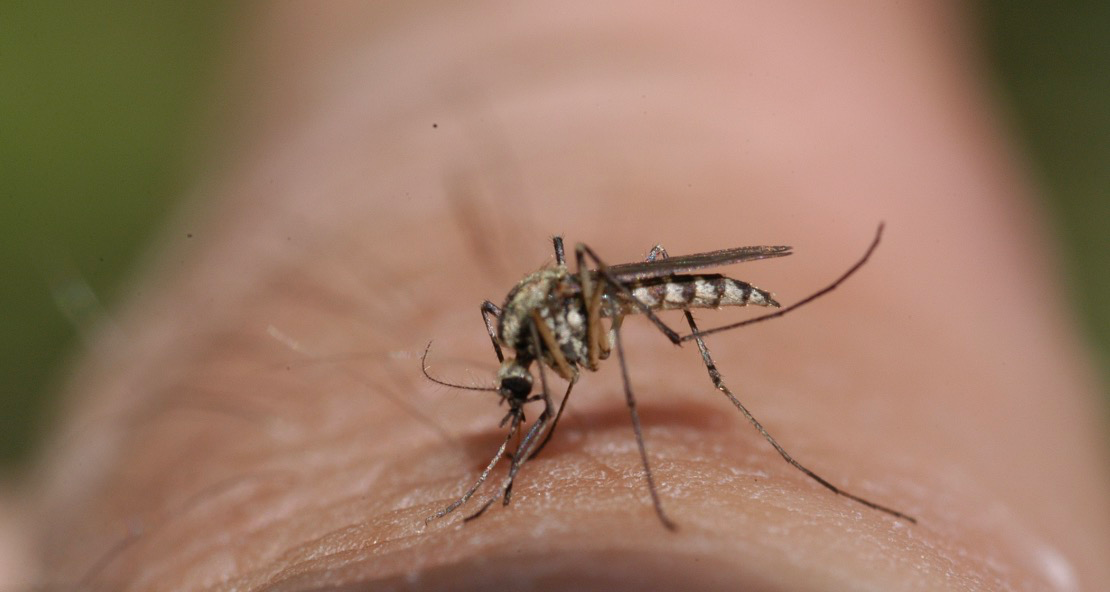 Por que os mosquitos habitam frequentemente regiões tropicais?
